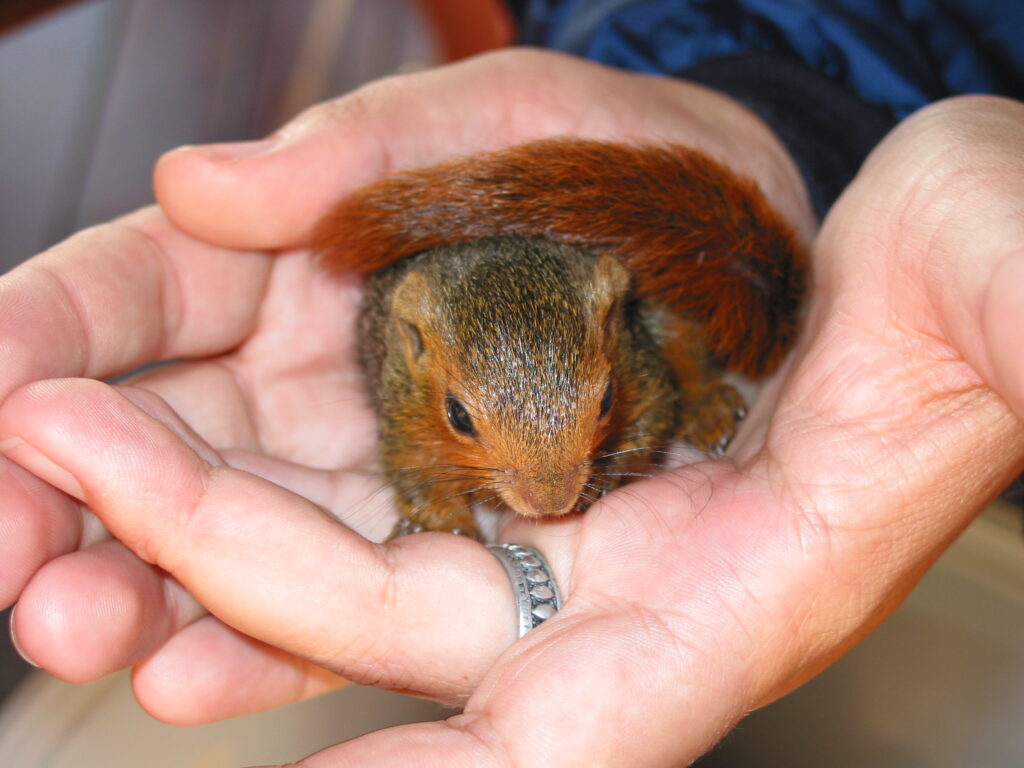 Baby Squirrel